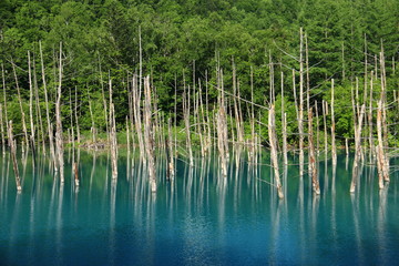 	北海道十勝連峰　青い池