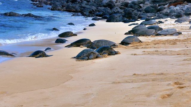 footage of Sea Turtles on Ho'okipa Beach, on the island of Maui, Hawaii. 4K