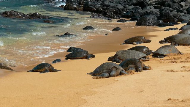 Footage of sea turtles on Ho'okipa Beach, on the island of Maui, Hawaii