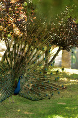 Obraz premium peacock