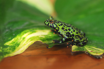 fire bellied toad frog