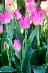 Beautiful pink tulips in the spring time