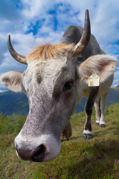 Kuh, Tiroler Grauvieh auf einer Alm im Wipptal
