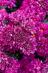 Beautiful flowers of chrysanthemums,Chrysanthemums flowers background