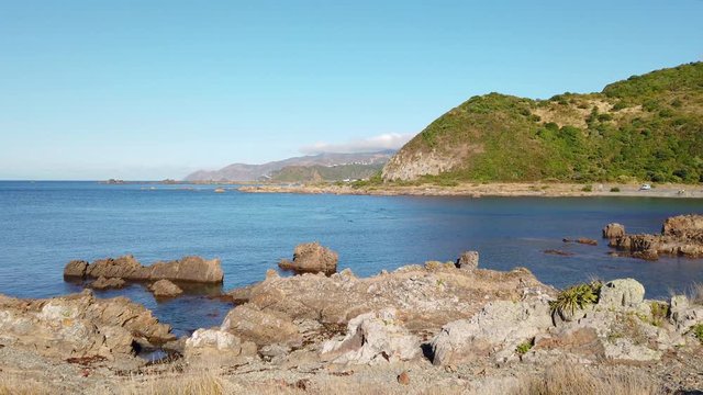 Dolphins playing in Wellington cove, New Zealand. 4k