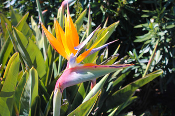 Strelitzia reginae - Bird of paradise flower / Crane flower