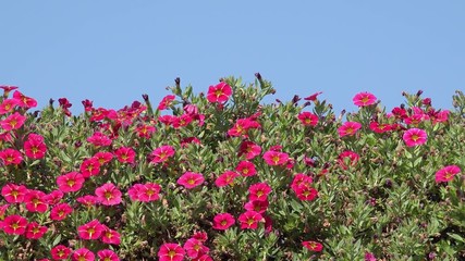 red summer flowers in the nature