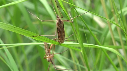insect on mating in the nature