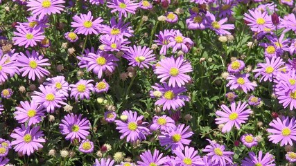 Aster in the nature 