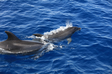 Großer Tümmler (Tursiops truncatus) im Atlantik. Kanarische Inseln