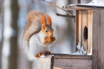 Squirrel on the feeder in winter