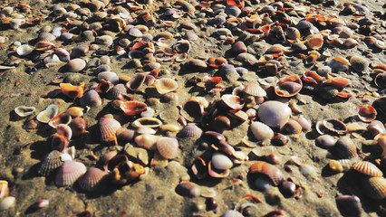 Sea shell on sand beach.