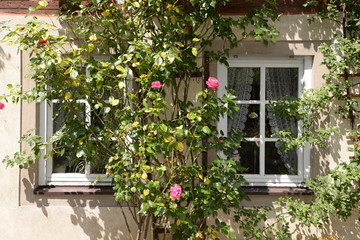 Fototapeta na wymiar Fenster mit Rosen