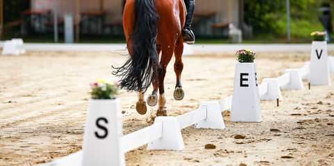 Horse Dressage horse in the dressage quadrangle on the hoof stroke at E, photographed on the...