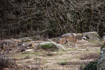 European Grey Wolves in forest