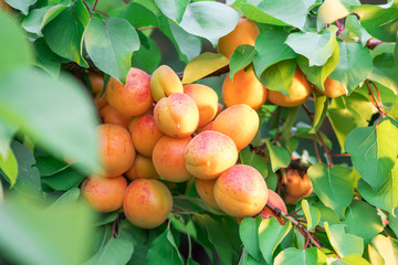 Ripe apricots on the orchard tree in the garden.