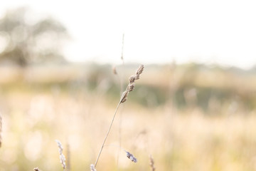 Obraz premium grass in the wind