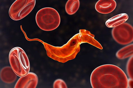 Trypanosoma cruzi parasite, 3D illustration. A protozoan that causes Chagas' disease transmitted to humans by the bite of triatomine bug