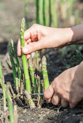 Process of harvesting of green asparagus in the garden.
