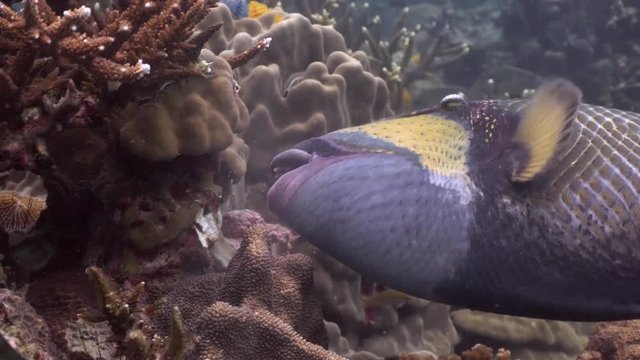 Titan Triggerfish at Koh Tao
Filmed with Sony Ax700 in Gates Underwater Housing in 4K High Dynamic Range.