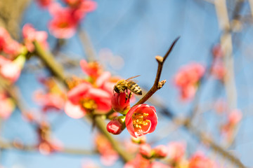 Bee doing it's work on a tree