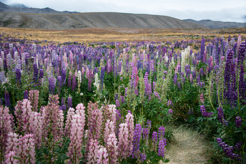 Fototapeta na wymiar Pink, purple and blue lupin flowers at Mackenzie region near Lake Tekapo, New Zealand
