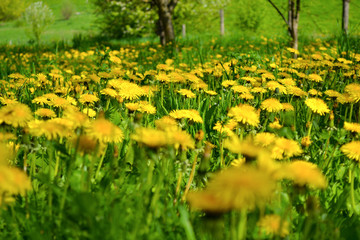 Yellow dandelions in a meadow