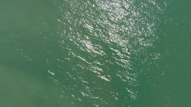 Lost lonely solo surfer on the empty ocean waters of Santinho Beach Brazil
(drone shot)