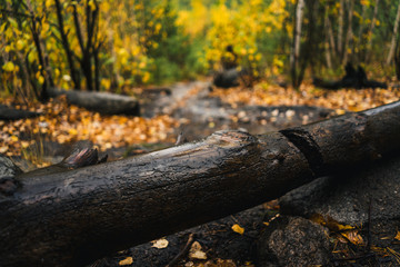 autumn in the park