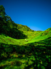 Fototapeta na wymiar tea plantations in cameron highlands
