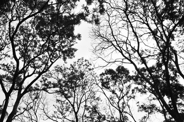 beautiful tree branch - monochrome