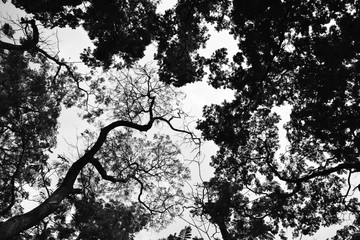 beautiful tree branch - monochrome