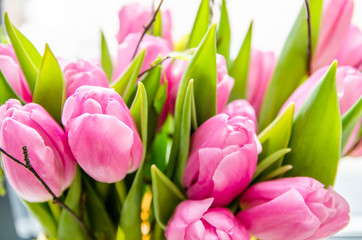 Beautiful pink tulips