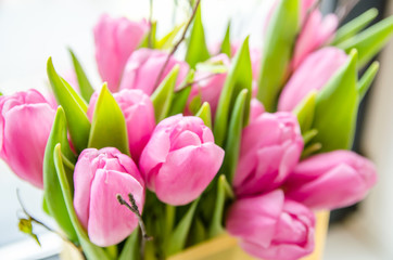 Beautiful pink tulips