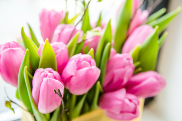 Fototapeta premium Beautiful pink tulips