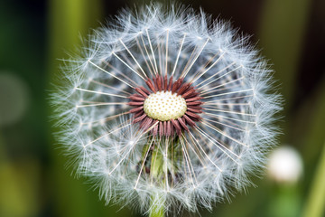 Ball of white dandelion in the field, close-up. Horizontal photography