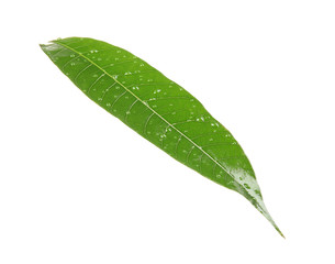 Naklejka na ściany i meble Green mango leaf with water drops on white background