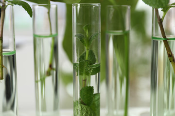 Obraz premium Glass tubes with plants on blurred background, closeup. Biological chemistry