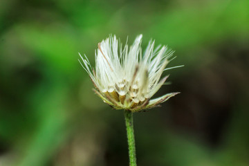 Macro Close up small white flower blossom macro