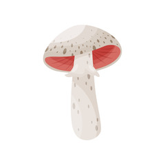 Flat vector icon of forest mushroom with pink gills and ring on stem. Type of deadly poisonous fungus