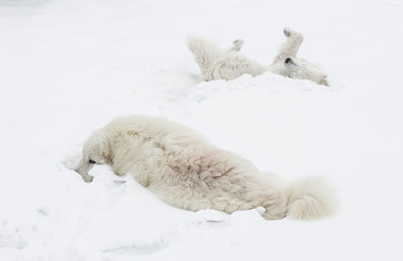 white dogs lie in the snow