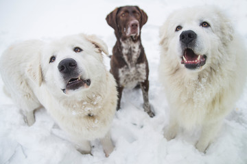 three purebred dogs sit on the snow