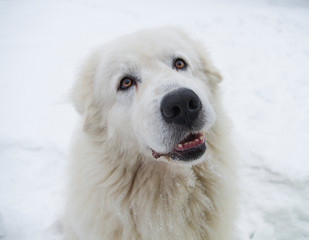 closeup portrait of white dog in the snow