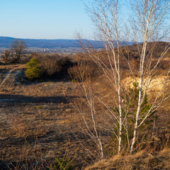 Birke im alten Steinbruch und Blick auf Gemeinde Schützen am Burgenland