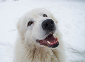 Obraz na płótnie Canvas closeup portrait of white dog in the snow