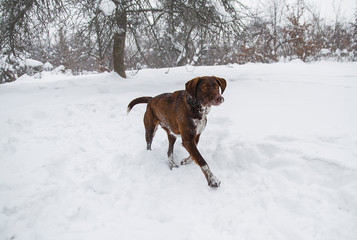 dog Kurzhaar breed runs through the snow in the forest