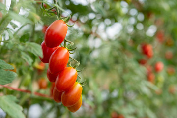 Fresh ripe red tomatoes in natural garden background.