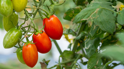 Fresh ripe red tomatoes in natural garden background.