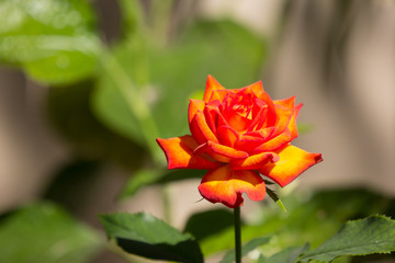 Orange rose flower with green leaf