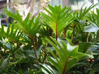 tropical leaves (monstera)